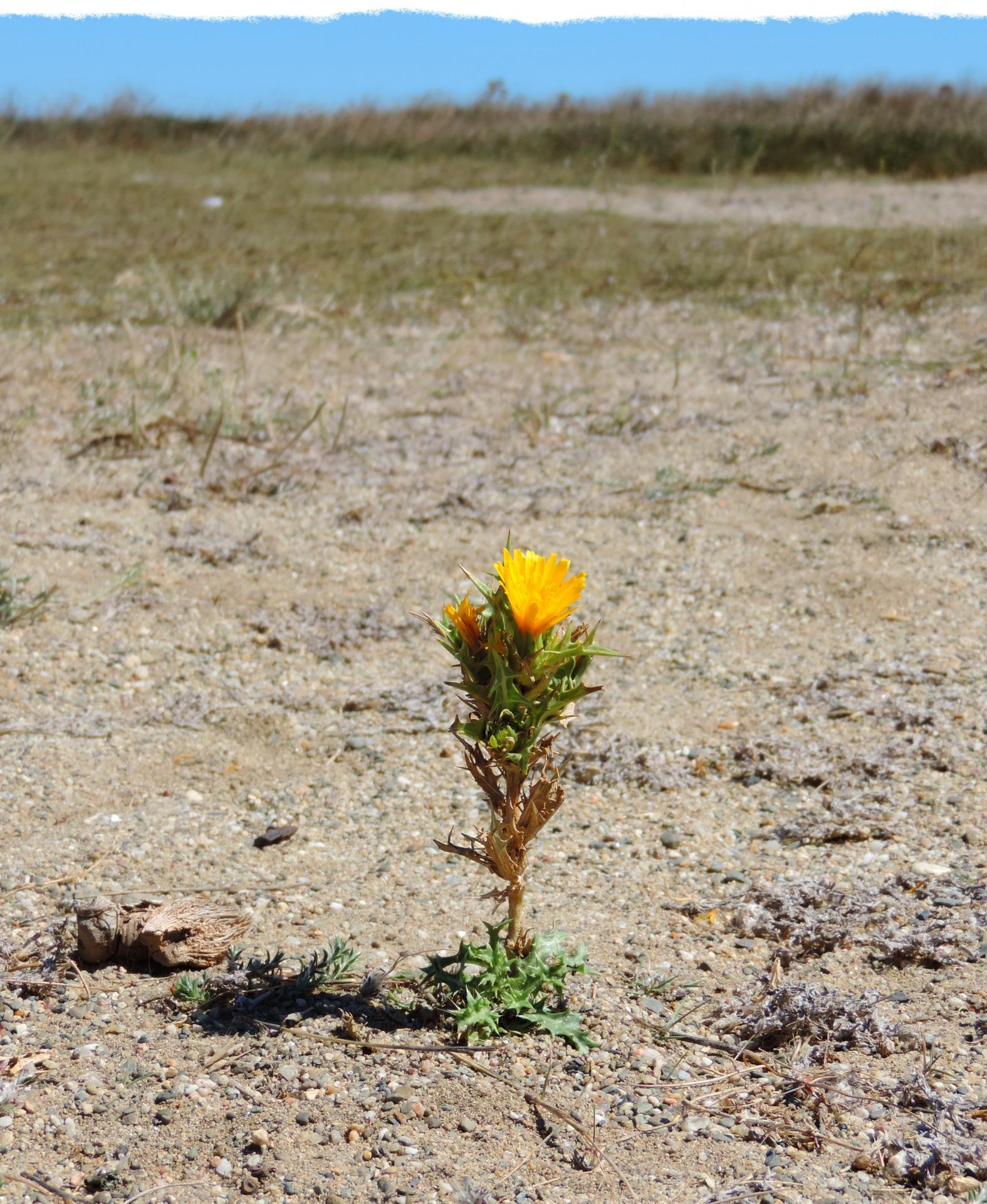 la fleur au milieu des grains de sable